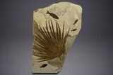 Fossil Palm and Fish Mural - Green River Formation, Wyoming #342428-2